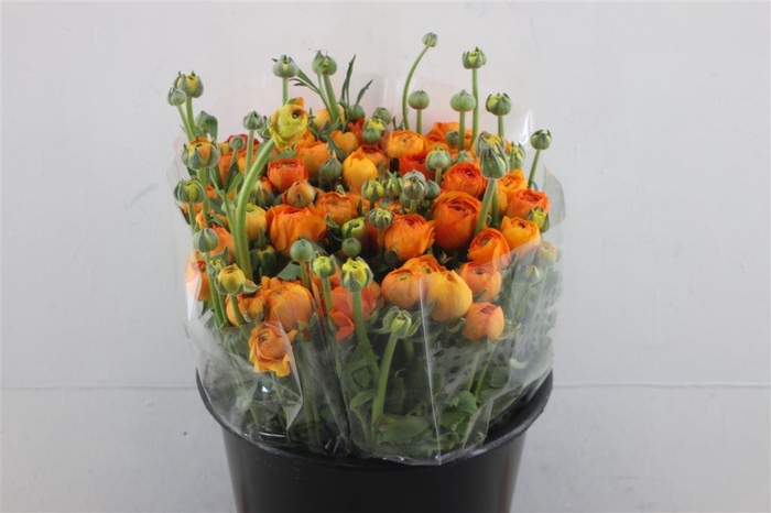 <h4>Ran El Orange X60</h4>