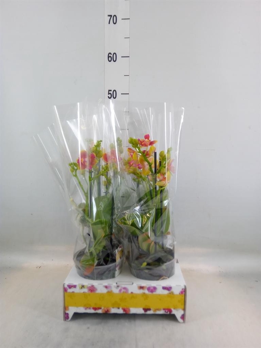 <h4>Phalaenopsis ...</h4>