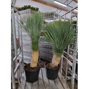 YUC ROSTRATA