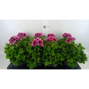 Pelargonium gran.   ..