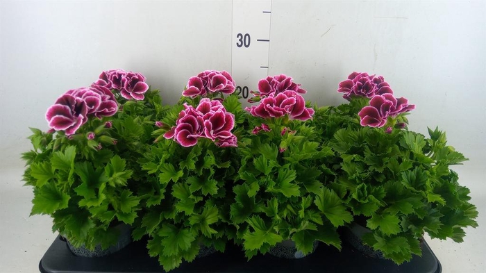 <h4>Pelargonium gran. ..</h4>