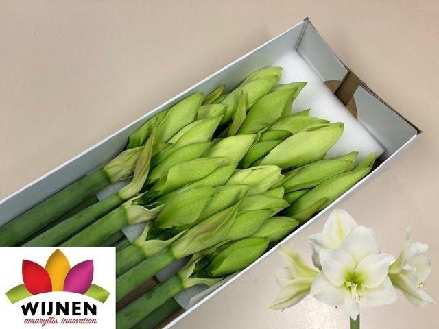 <h4>HIPP GA ALBARINO</h4>