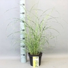 MISC SINENSIS