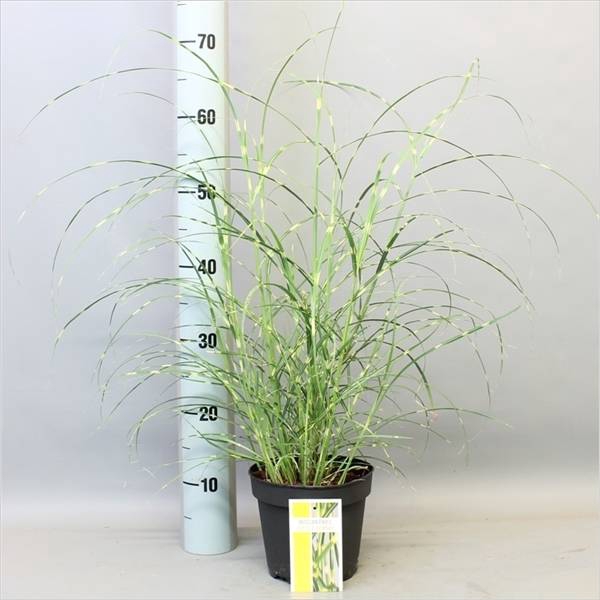 MISC SINENSIS