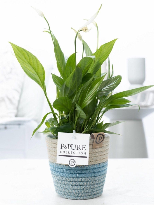 <h4>Spathiphyllum Korto in P&PURE Fashionpot Valerie</h4>