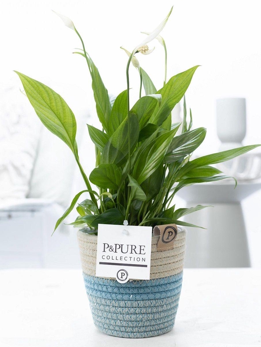 <h4>Spathiphyllum Korto in P&PURE Fashionpot Valerie</h4>