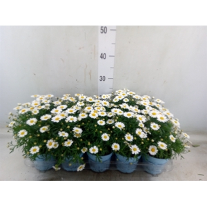 Argyranthemum  'La Rita Comp White'