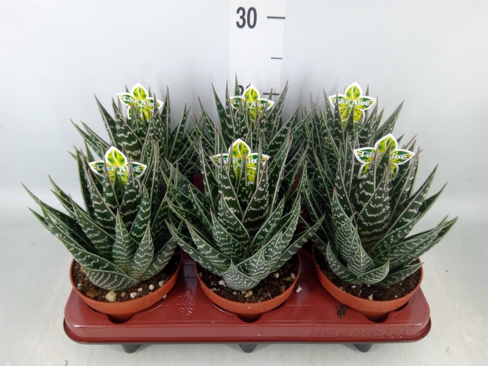 <h4>Aloe aristata 'Tiki Tahi'</h4>