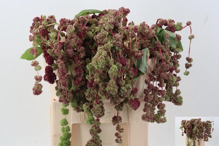 <h4>AMAR CA MIRA</h4>