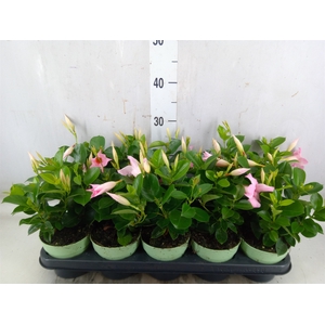 Mandevilla  'Sundavil Cream Pink'
