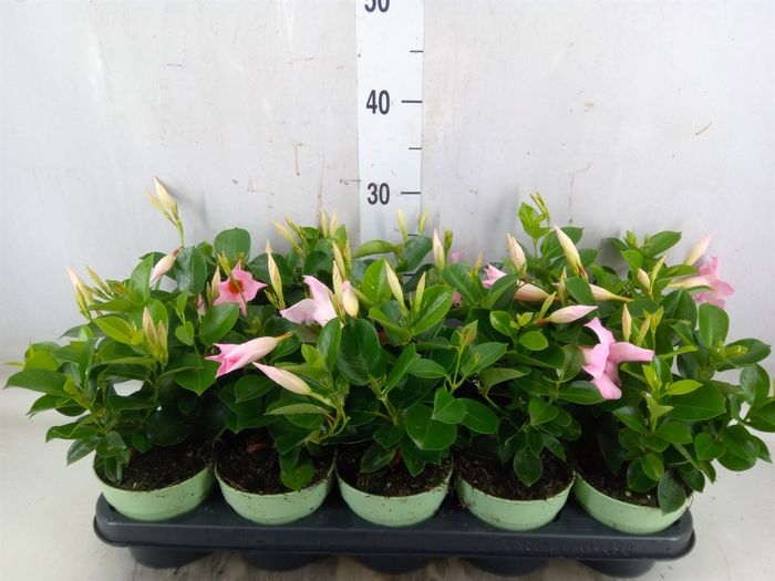 <h4>Mandevilla  'Sundavil Cream Pink'</h4>
