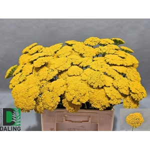 Achillea F Park Variety