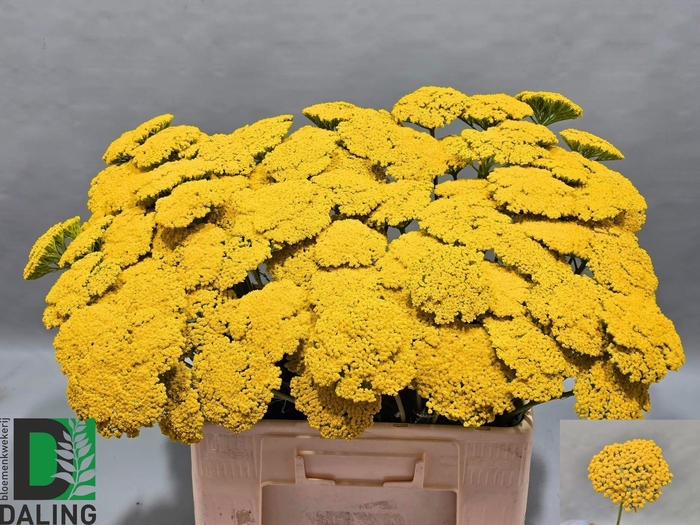 <h4>Achillea F Park Variety</h4>