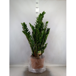 Zamioculcas zamiifolia