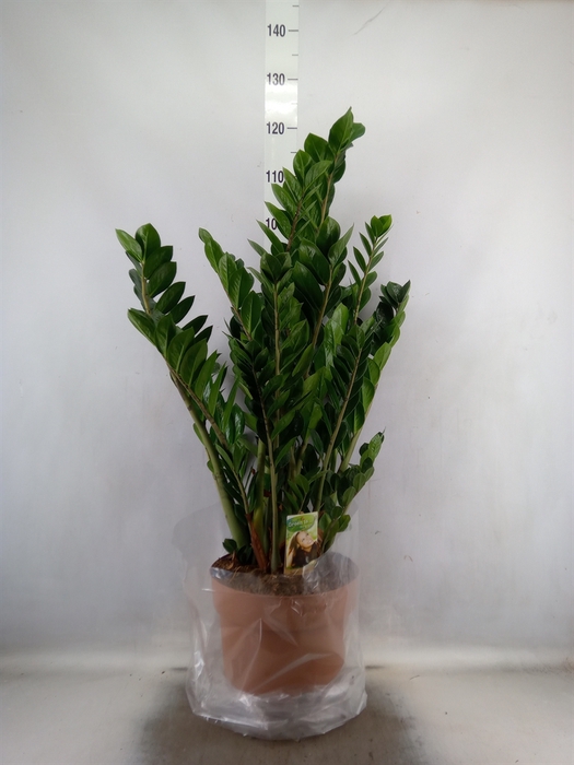 <h4>Zamioculcas zamiifolia</h4>