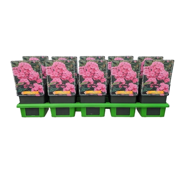 <h4>Phlox paniculata Pinky Hill P11</h4>