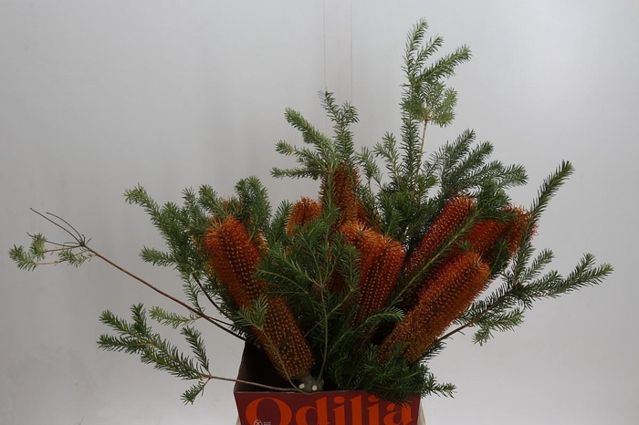 <h4>Banksia Ericifolia</h4>