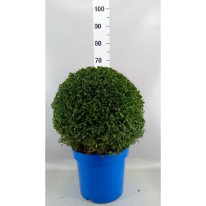 Buxus semp.   ...