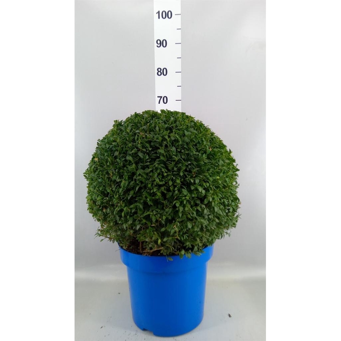 <h4>Buxus semp.   ...</h4>