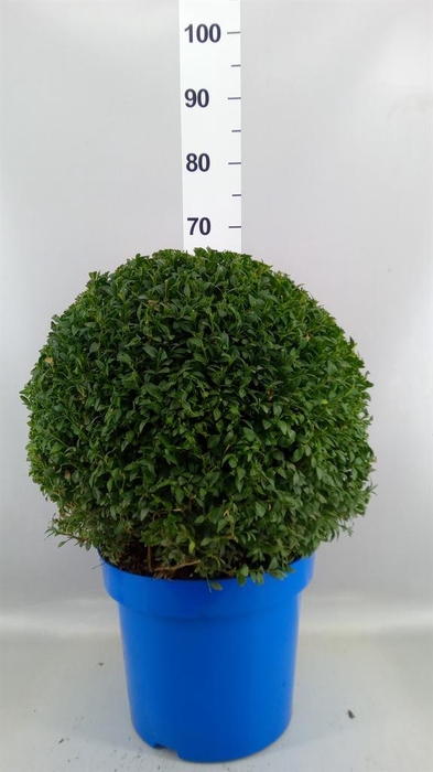 <h4>Buxus semp.   ...</h4>