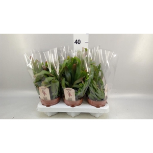 Rhipsalis   ...