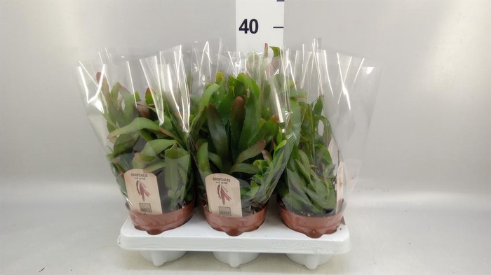 <h4>Rhipsalis   ...</h4>