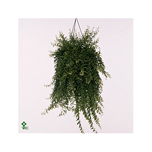 AESCHYN JAPHROLEPIS