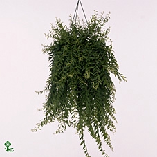 AESCHYN JAPHROLEPIS