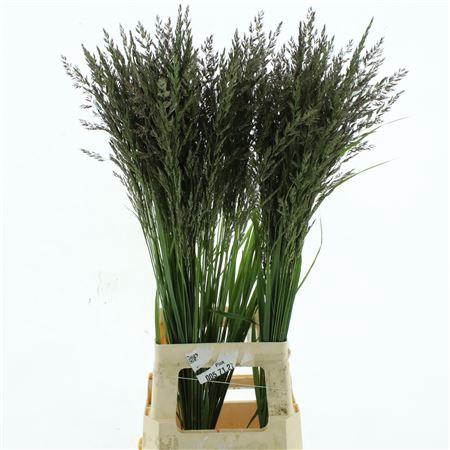 <h4>Calamagrostis Brachy</h4>