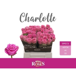 Rosa GR 'Tantaus Charlotte'