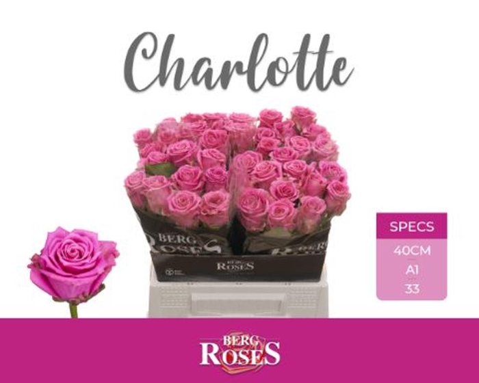 <h4>Rosa GR 'Tantaus Charlotte'</h4>