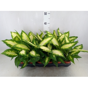 Dieffenbachia  'Camilla'