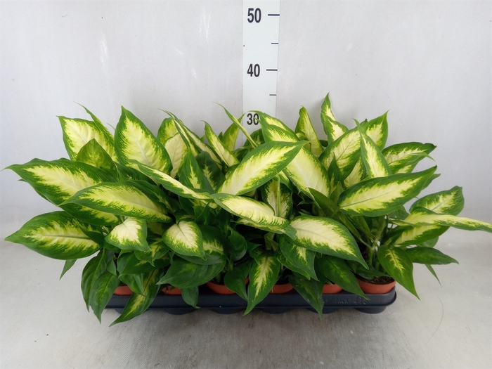 <h4>Dieffenbachia  'Camilla'</h4>