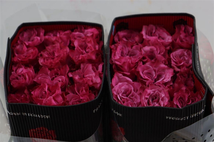 <h4>R Gr Country Blues</h4>