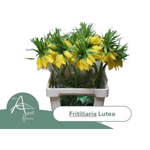 FRIT LUTEA