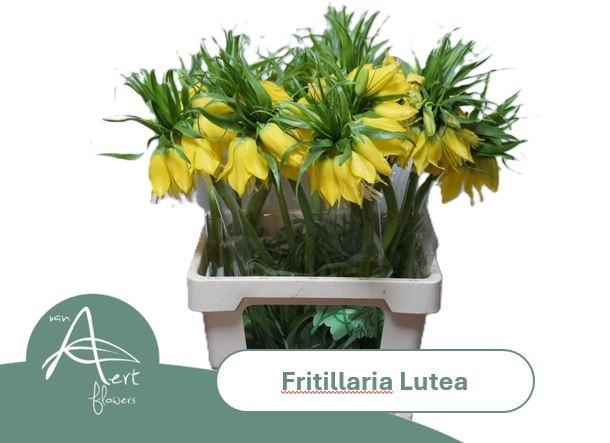 <h4>FRIT LUTEA</h4>
