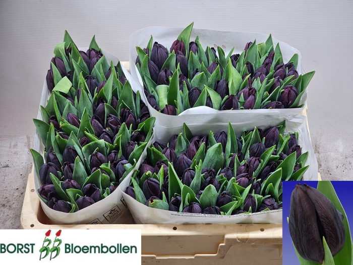 <h4>TU EN NIGHTSHADE</h4>