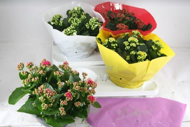 <h4>KAL GE GEM 4 KL</h4>