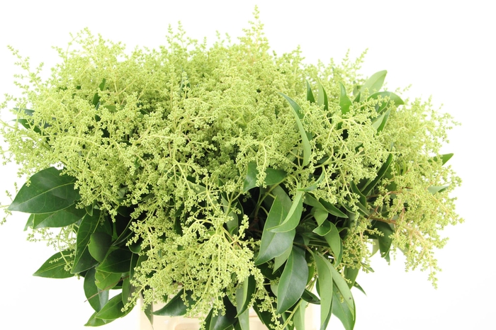 <h4>LIGUSTRUM VULGARE</h4>