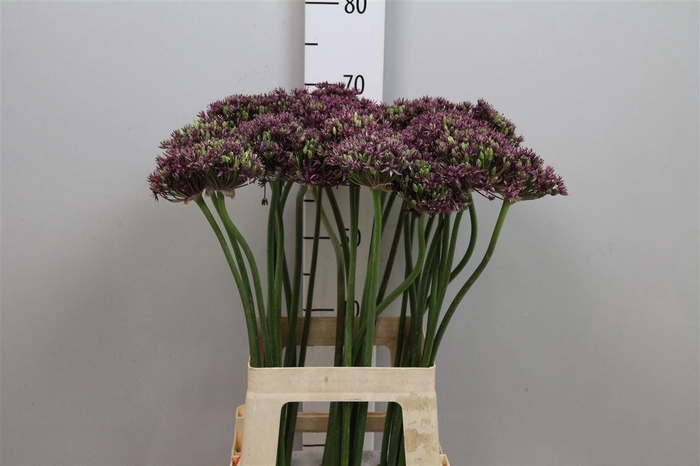 <h4>Allium Miami</h4>