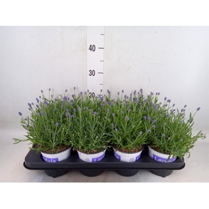 Lavandula angus. 'Hidcote'