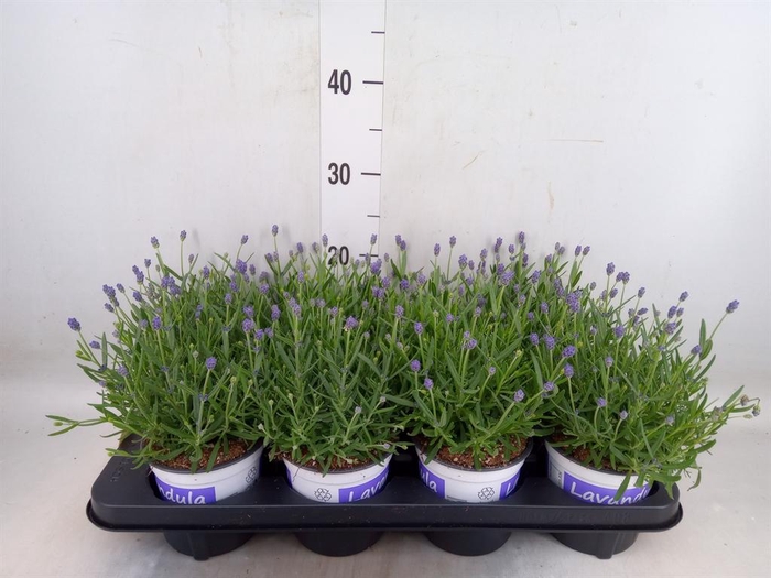 <h4>Lavandula angus. 'Hidcote'</h4>