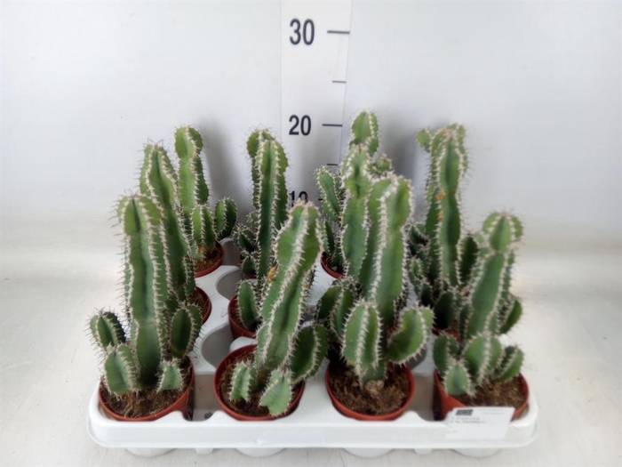 <h4>Euphorbia ...</h4>
