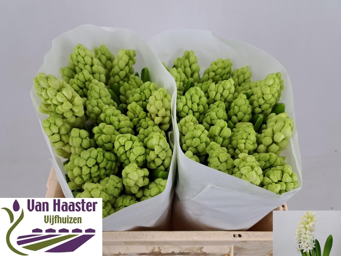 <h4>HYAC LOUVRE</h4>