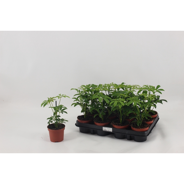 <h4>SCHEF AR LUSEANA</h4>