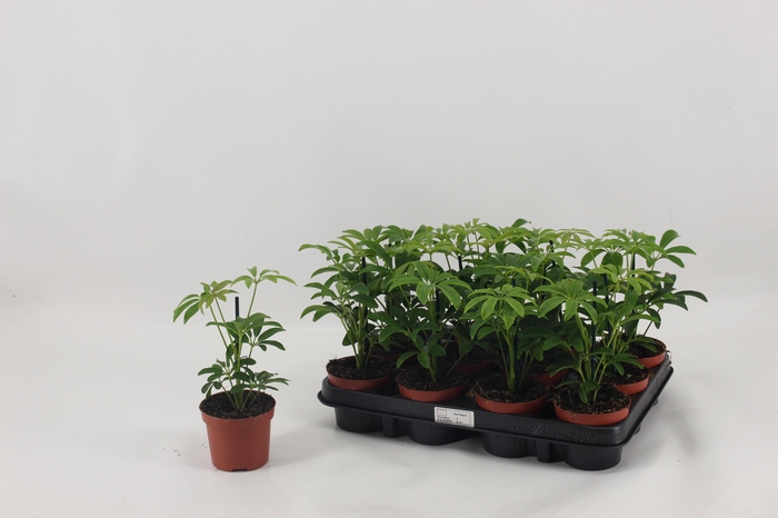 <h4>SCHEF AR LUSEANA</h4>