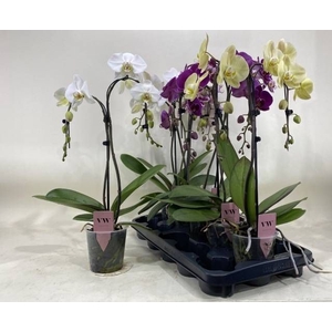 PHAL GEM