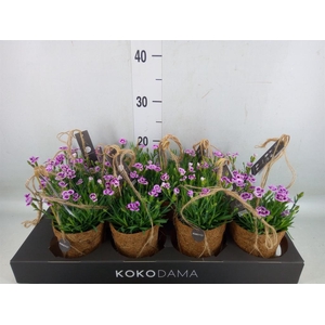 Dianthus  'Pink Kisses'