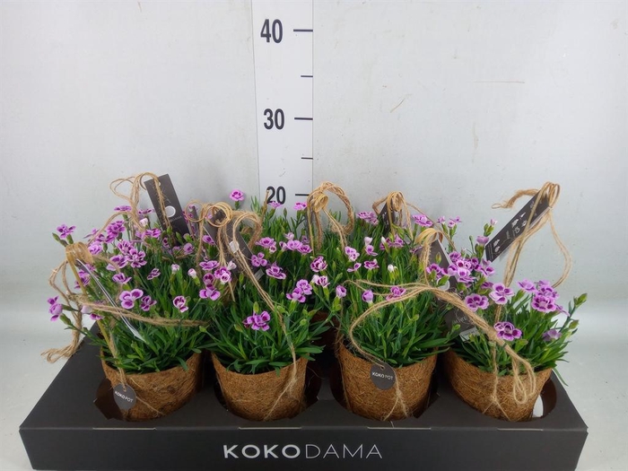 <h4>Dianthus  'Pink Kisses'</h4>