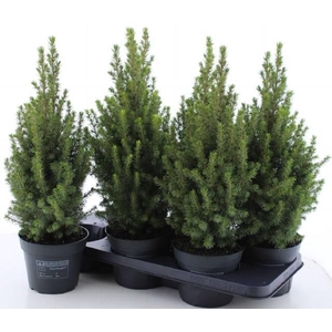 PICEA GL PERFECTA P15